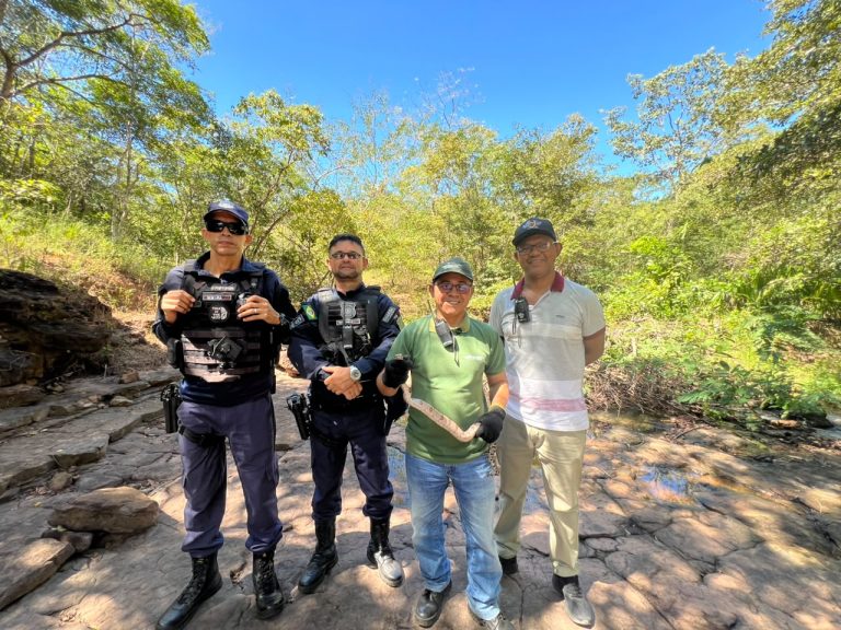 Secretaria Municipal de Meio Ambiente realiza resgate de jiboia e reforça compromisso com preservação ambiental
